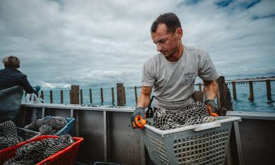 Moules de Bouchot (© Pierre Galliot — Région Normandie)