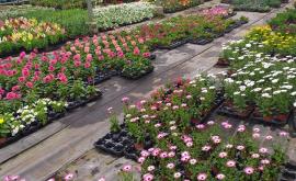 ETS Horticole Guillemet Denis - Au rendez-vous des Normands