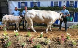 Elevage Le Roy Quentin bovins - Au rendez-vous des Normands