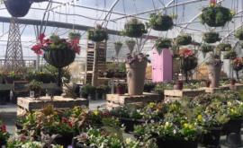 English garden plants boutique - Au rendez-vous des Normands