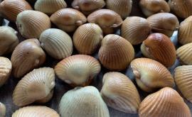 Les Coques de Cabourg 1 - Au rendez-vous des Normands