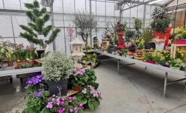 Aux Serres De St Georges intérieur1 - Au rendez-vous des Normands