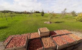 Claque pépin extérieur1 - Au rendez-vous des Normands