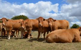 Ferme de la Rue du Puits bovins - Au rendez-vous des Normands