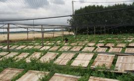 L’Escargot des Marnières extérieur - Au rendez-vous des Normands