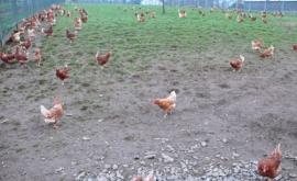 La ferme Senechal extérieur - Au rendez-vous des Normands