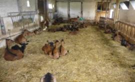 La ferme des Nouroux intérieur - Au rendez-vous des Normands