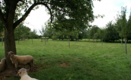 Benoît Noël vergers - Au rendez-vous des Normands