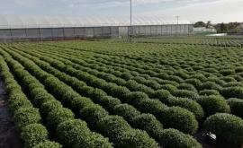 Earl Suzanne extérieur1 - Au rendez-vous des Normands