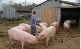 Ferme Bio des Lyre porc - Au rendez-vous des Normands