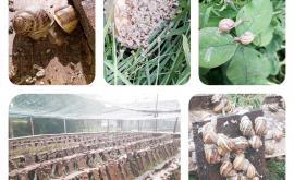 Les Escargots de Béa - Au rendez-vous des Normands