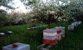 Les Ruchers de la Bruyère extérieur - Au rendez-vous des Normands