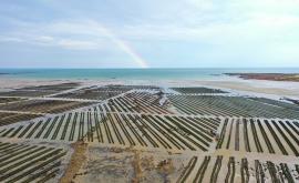 Les jardins ostréicoles de Tatihou parcs - Au rendez-vous des Normands