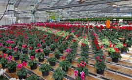 Rambert Fleurs - Au rendez-vous des Normands