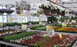 Rambert Fleurs intérieur - Au rendez-vous des Normands