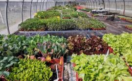 Végétal Marie VASSE plants - Au rendez-vous des Normands