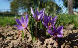Crocus Sativus le Safran du Perche - Au rendez-vous des Normands