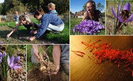 le Safran du Perche - Au rendez-vous des Normands