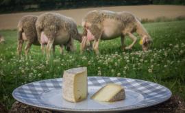 Le troupeau est nourri grace aux riches paturage qui entourent l'exploitation.