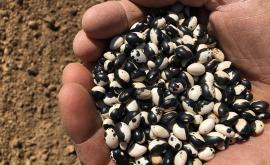 La ferme des Milles Epis production - Au rendez-vous des Normands