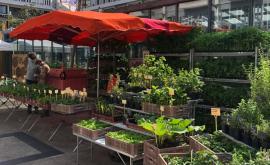 Les Bio Plants Du Potager stand - Au rendez-vous des Normands