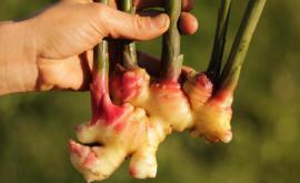 Les Champeaux gingembre - Au rendez-vous des Normands