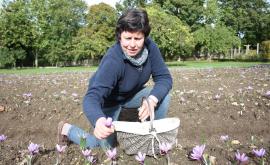 Safranière de la Venelle du Moulin cueillette - Au rendez-vous des Normands