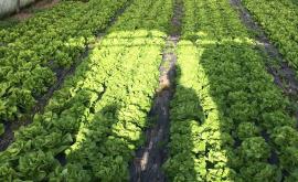 Simon William Maraîcher exploitation - Au rendez-vous des Normands