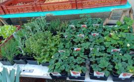 Simon William Maraîcher plants - Au rendez-vous des Normands