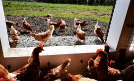 Cocotte&Co extérieur - Au rendez-vous des Normands