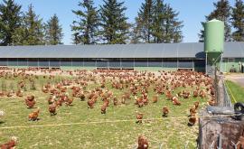 La belle de Beauval - Au rendez-vous des Normands