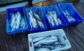 Mahi Mahi pêche - Au rendez-vous des Normands