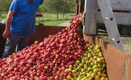 La ferme des Noyers cidre - Au rendez-vous des Normands