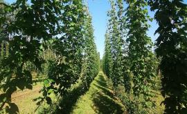 Benhop's produits - Au rendez-vous des Normands