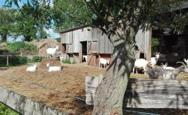 Chèvrerie du Val de Bures extérieur - Au rendez-vous des Normands