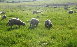 Domaine de la Pinconniere produits1 - Au rendez-vous des Normands