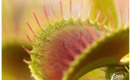 Eden Carnivore plantes - Au rendez-vous des Normands