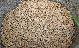 Ferme des écoles blé - Au rendez-vous des Normands