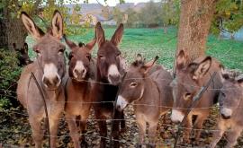 Elixâne extérieur - Au rendez-vous des Normands