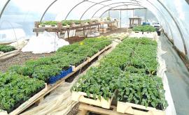 Ferme des Hameaux plants - Au rendez-vous des Normands