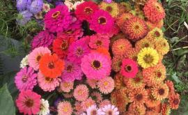 Florakova - Au rendez-vous des Normands