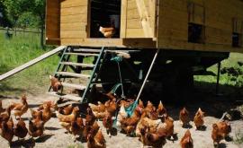 La Ferme Des Cocottes extérieur - Au rendez-vous des Normands