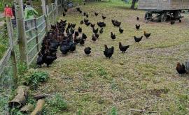 La Ferme Des Cocottes extérieur1 - Au rendez-vous des Normands