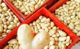 La Ferme du Thil patates - Au rendez-vous des Normands