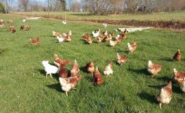 La Petite Ferme de Christine extérieur - Au rendez-vous des Normands