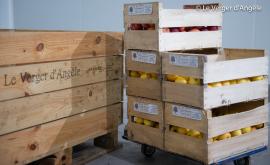 Le Verger d'Angèle récolte - Au rendez-vous des Normands