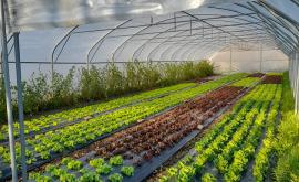 Les Légumes sur l'Aure intérieur1 - Au rendez-vous des Normands