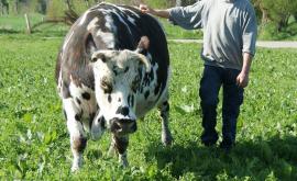 Les blés d'Arnaud  - Au rendez-vous des Normands