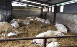 La viande de Papa intérieur - Au rendez-vous des Normands