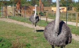 Le Clos Des Ratites extérieur - Au rendez-vous des Normands